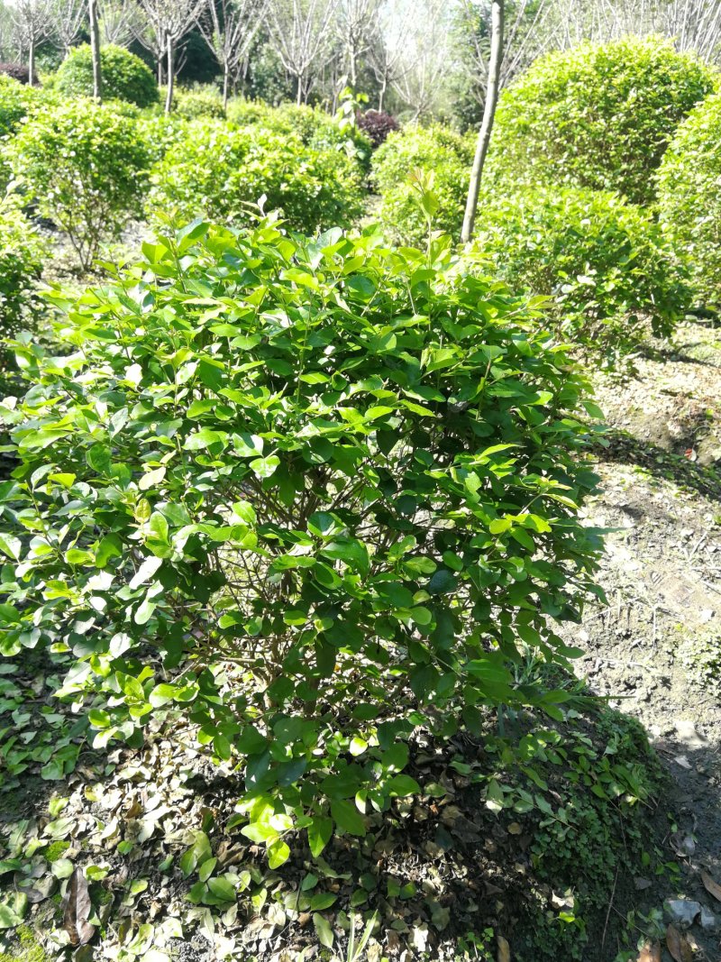 成都金叶女贞球30-150cm，叶女贞小苗