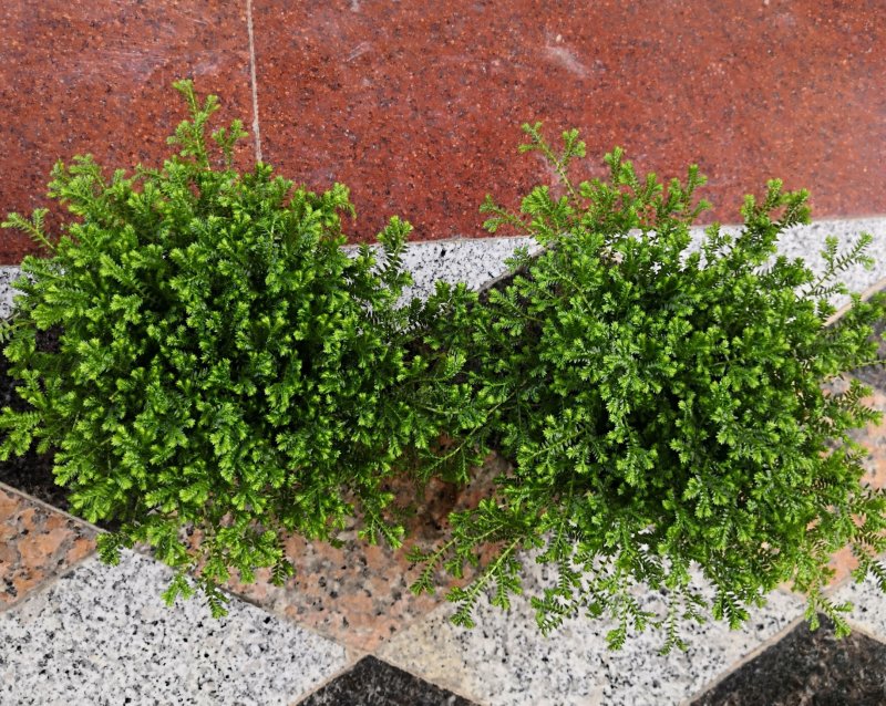 办公室室内种草绿物幸福草珊瑚蕨