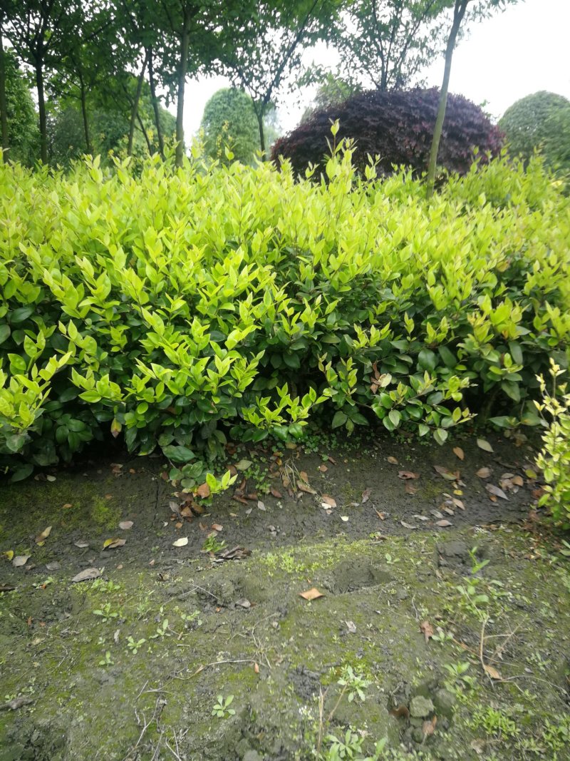 成都金森女贞小苗，金森女贞球冠30-150cm