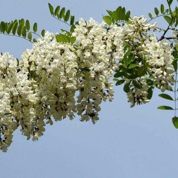 深山洋愧花现摘现发大量供货