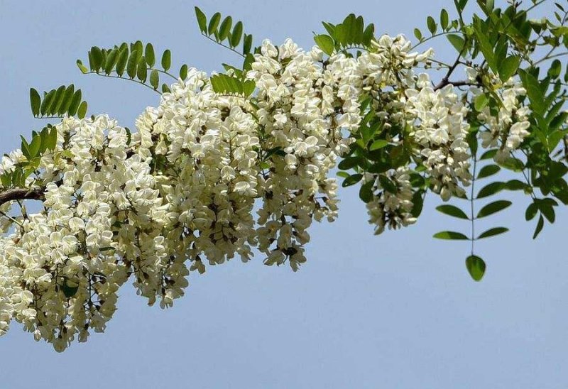 深山洋愧花现摘现发大量供货