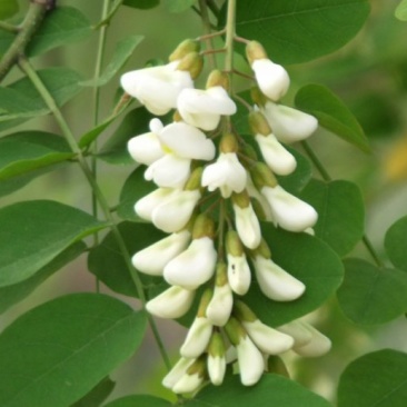 深山洋愧花现摘现发大量供货