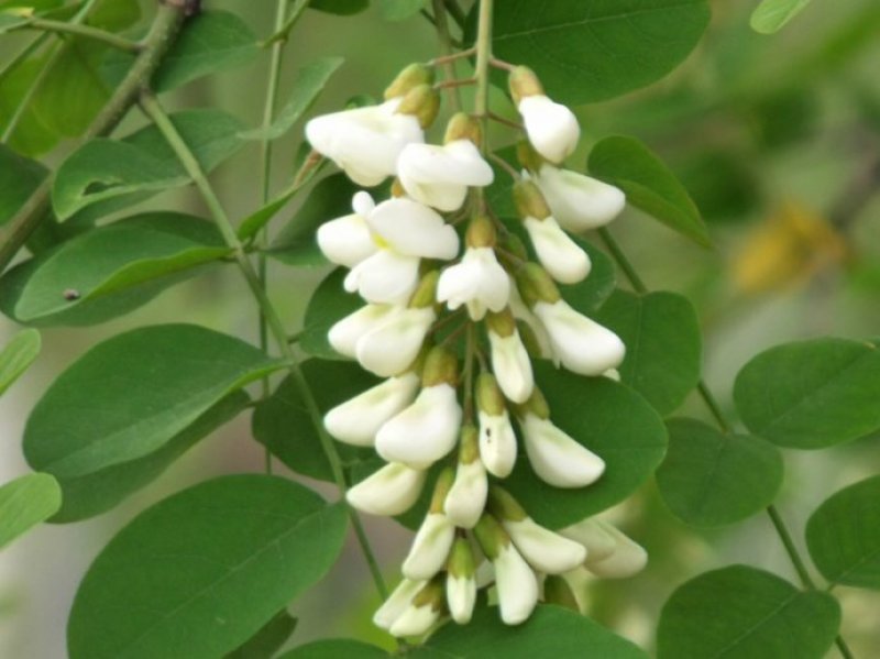 深山洋愧花现摘现发大量供货