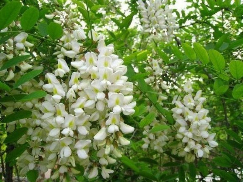 深山洋愧花现摘现发大量供货