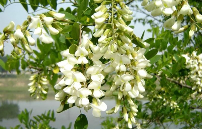 深山洋愧花现摘现发大量供货