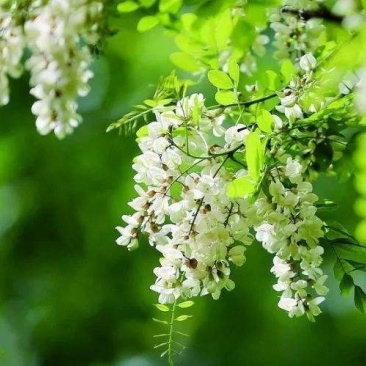 深山洋愧花现摘现发大量供货