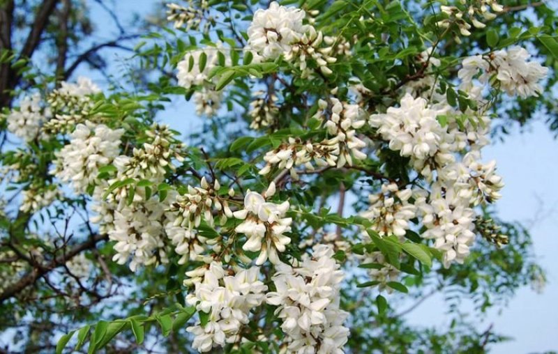 深山洋愧花现摘现发大量供货