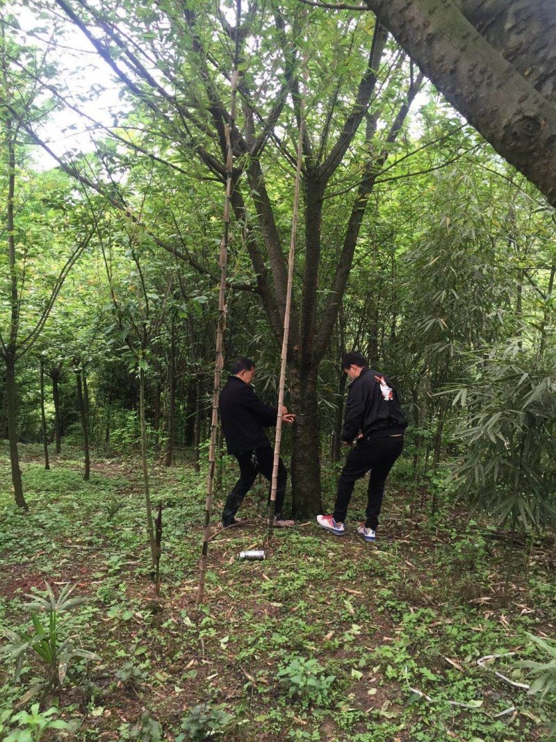 成都高杆樱花基地常年出售4，6，8，10，12，15cm