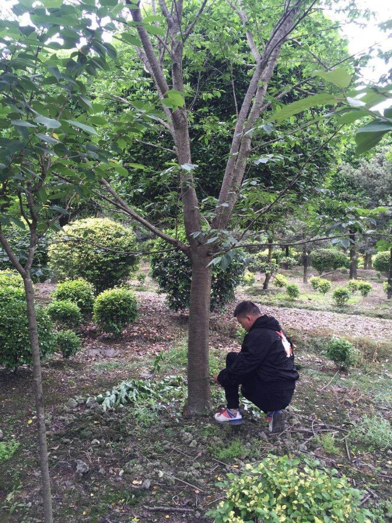 成都高杆樱花基地常年出售4，6，8，10，12，15cm