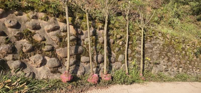成都高杆樱花基地常年出售4，6，8，10，12，15cm