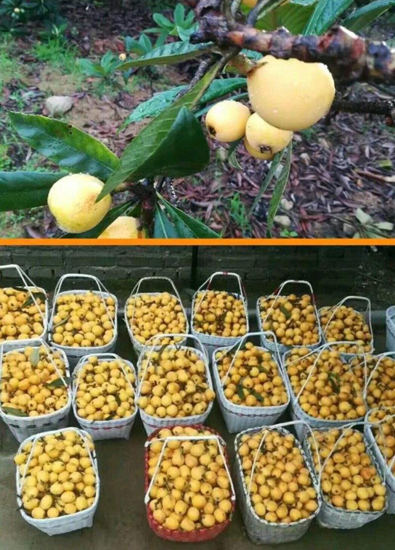 供应兰溪穆坞一级白玉枇杷