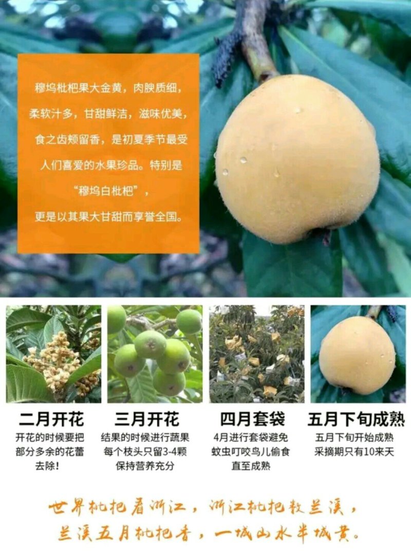 供应兰溪穆坞一级白玉枇杷