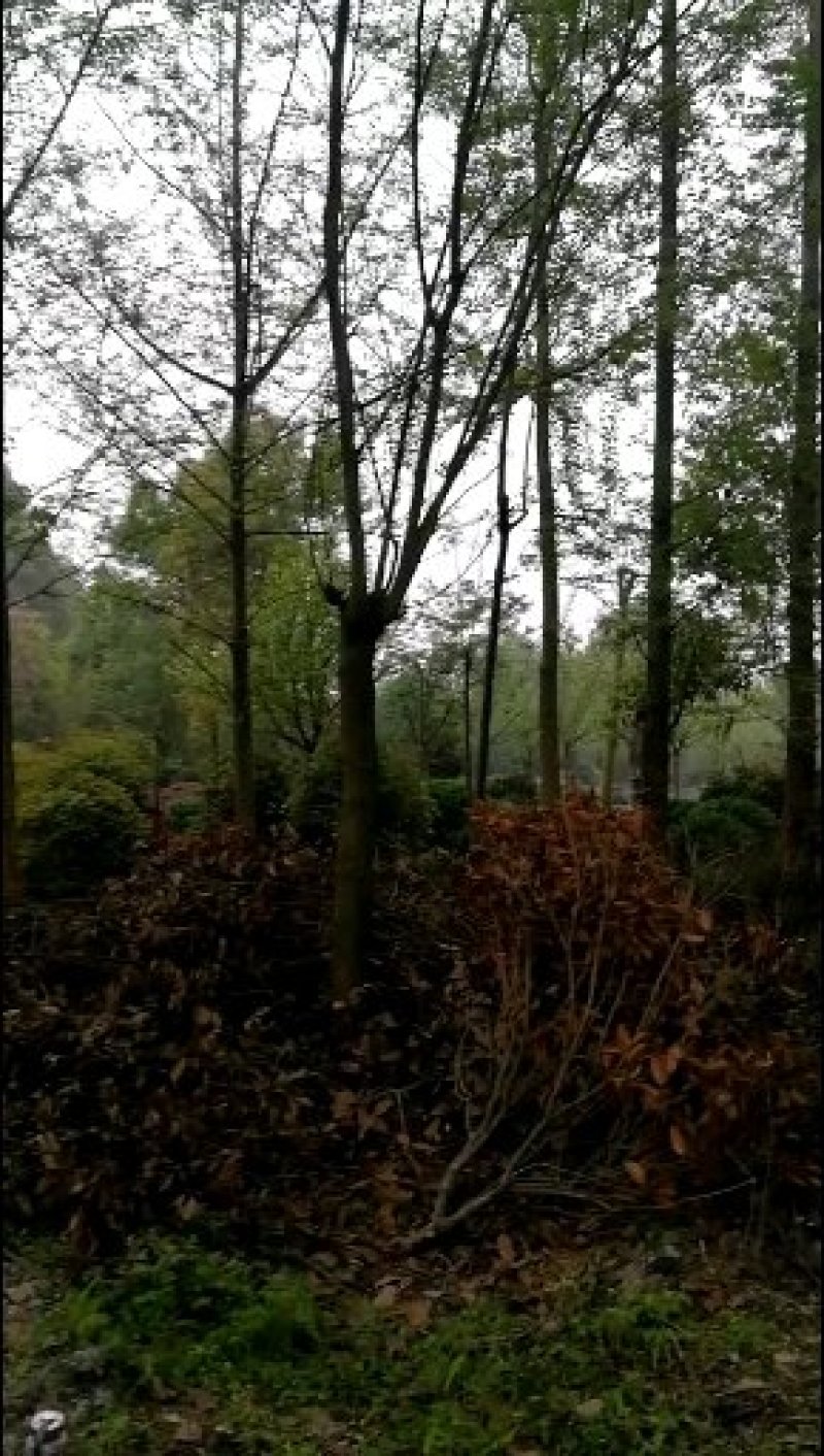 四川成都温江实生苗柳树，截杆柳树米径5-25cm