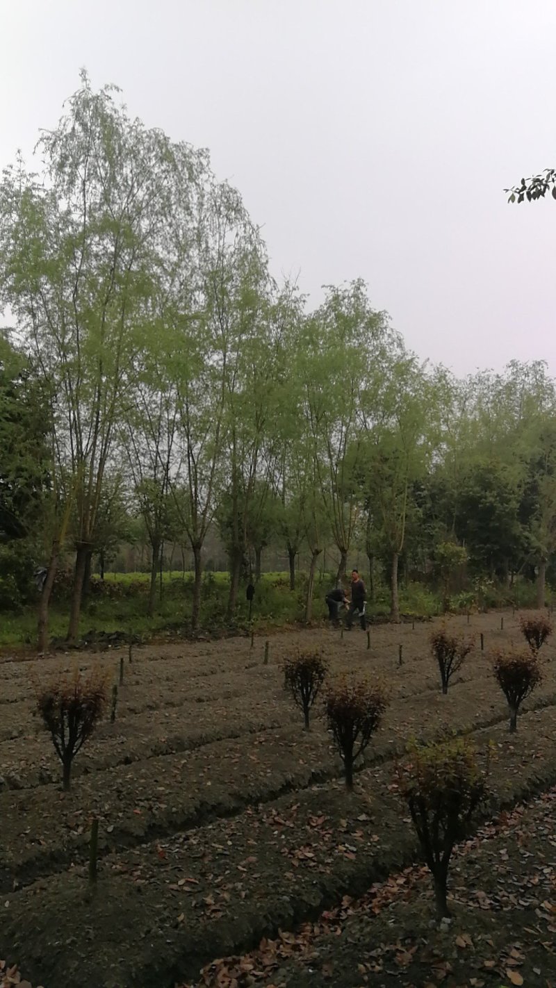 四川成都温江实生苗柳树，截杆柳树米径5-25cm
