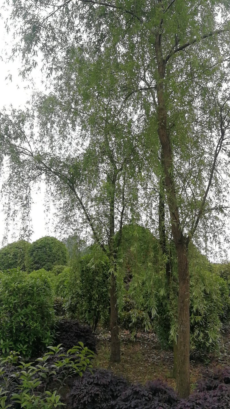 四川成都温江实生苗柳树，截杆柳树米径5-25cm