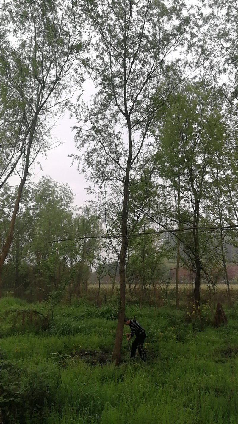 四川成都温江实生苗柳树，截杆柳树米径5-25cm