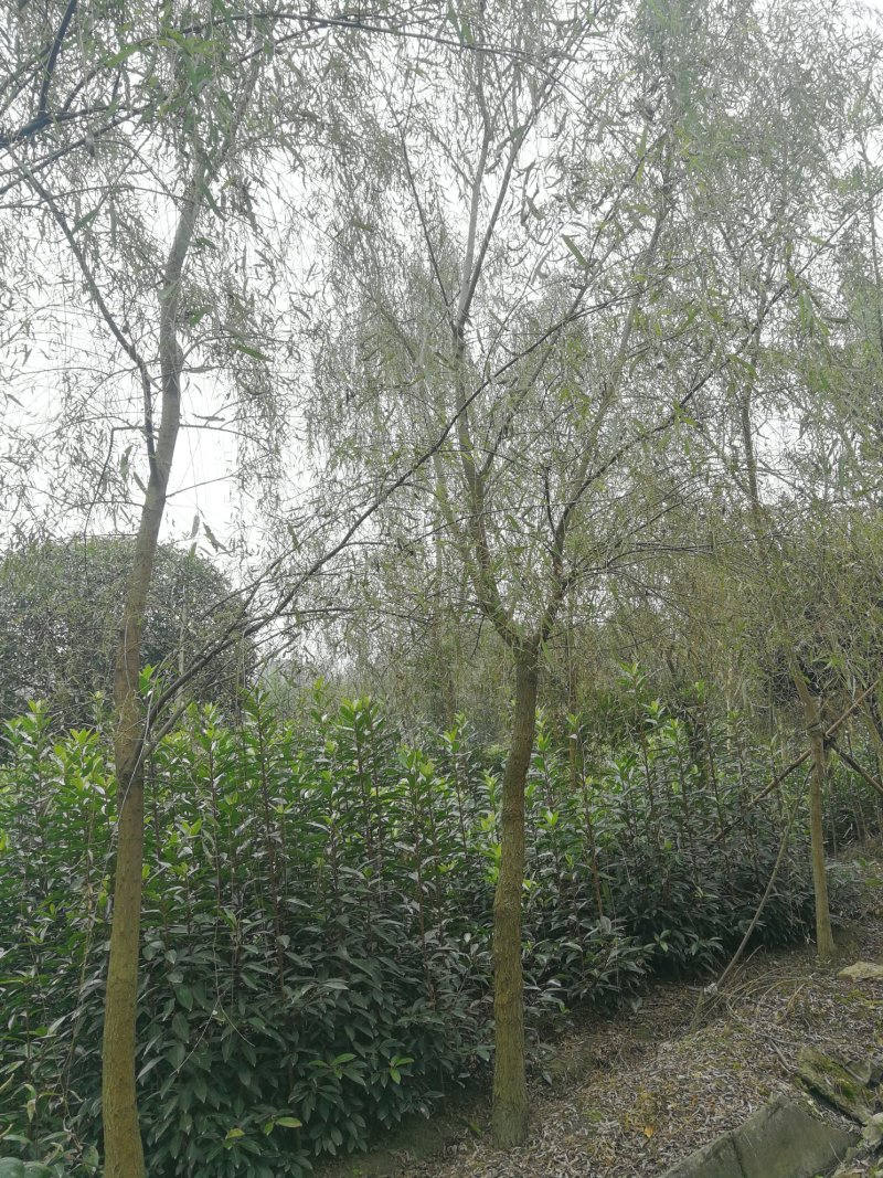 四川成都温江实生苗柳树，截杆柳树米径5-25cm