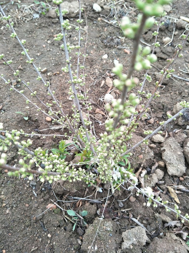 钙果苗（中华钙果）欧李苗当年结果好成活