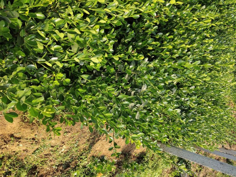 大量供应六十工分平头多分枝大叶黄杨