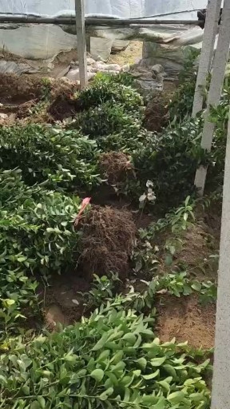 大量供应六十工分平头多分枝大叶黄杨