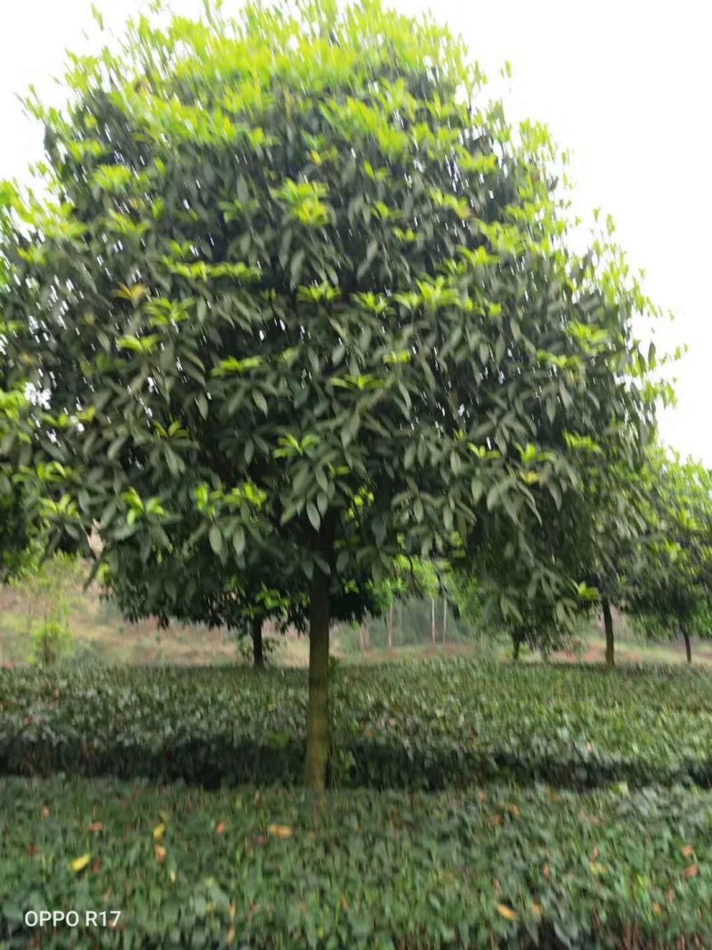 四川成都温江单杆高杆桂花树米径2-20cm