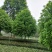 四川成都温江单杆高杆桂花树米径2-20cm