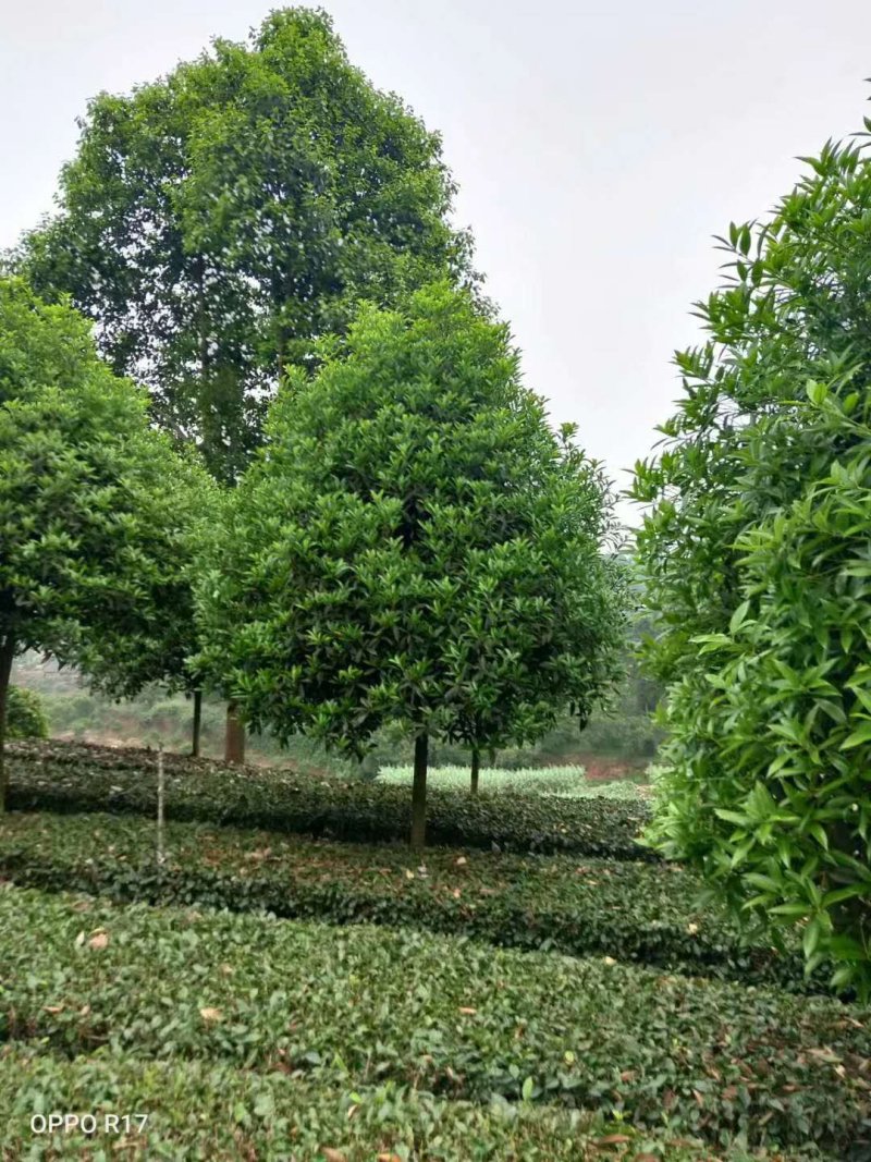 四川成都温江单杆高杆桂花树米径2-20cm