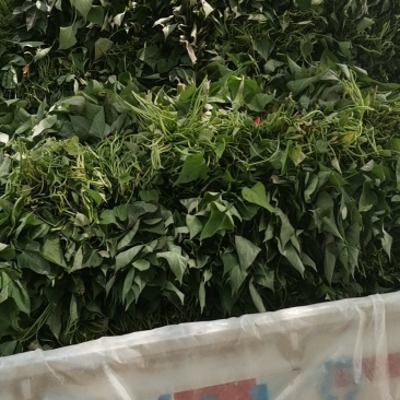 河南红薯苗，一手货源，产地直供
