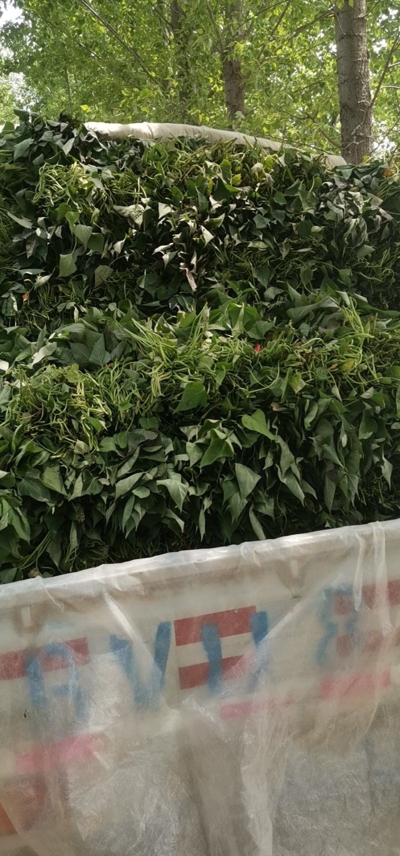 河南红薯苗，一手货源，产地直供