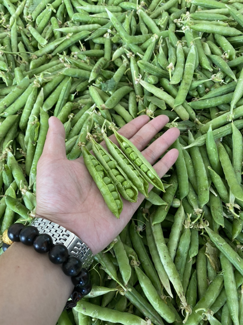 长寿仁豌豆精品豌豆颗粒饱满11号量大价格美丽