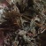 小野鸡尾乌韭乌蕨，雪仙草雉尾草中药专营