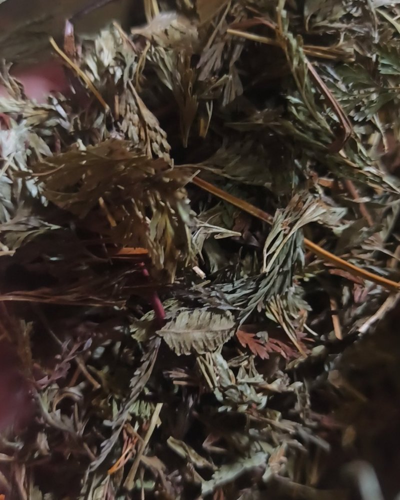 小野鸡尾乌韭乌蕨，雪仙草雉尾草中药专营