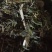 小野鸡尾乌韭乌蕨，雪仙草雉尾草中药专营