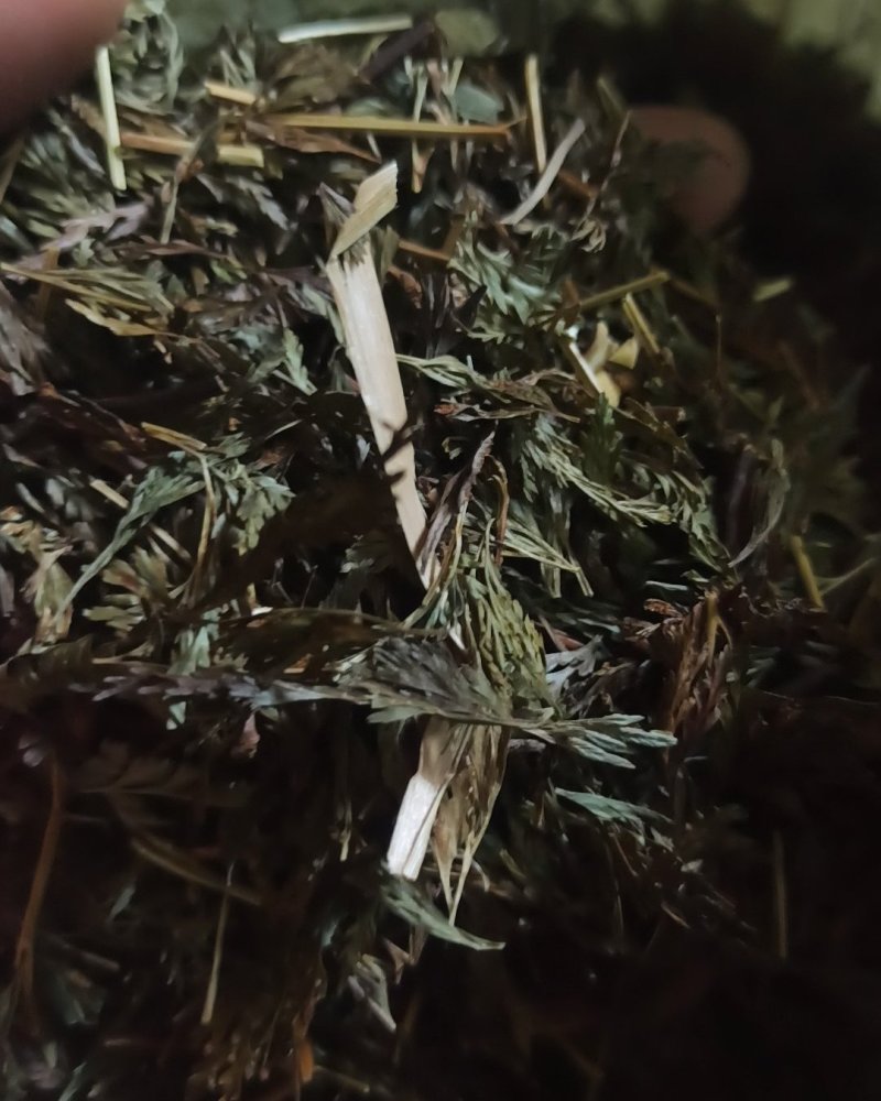 小野鸡尾乌韭乌蕨，雪仙草雉尾草中药专营