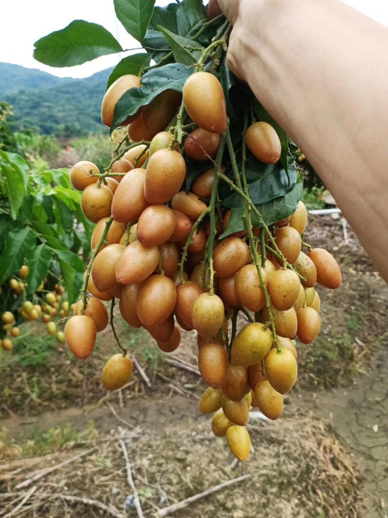 鸡心皮（已上市，欢迎老板到来）