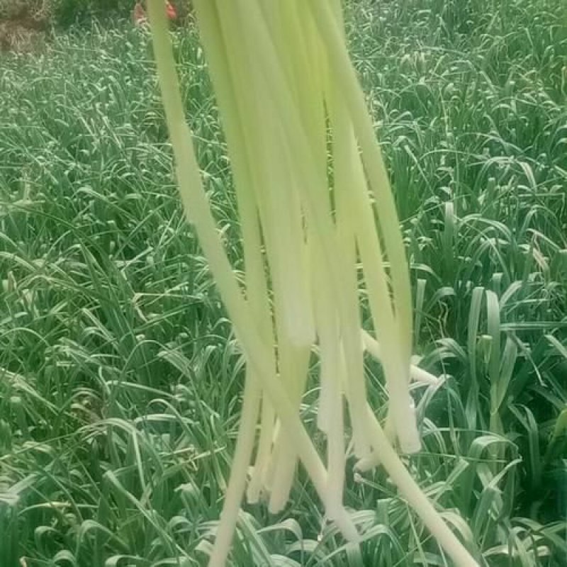 蔬菜