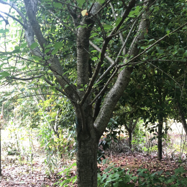 精品樱花各类苗木基地直供欢迎选购量大优惠