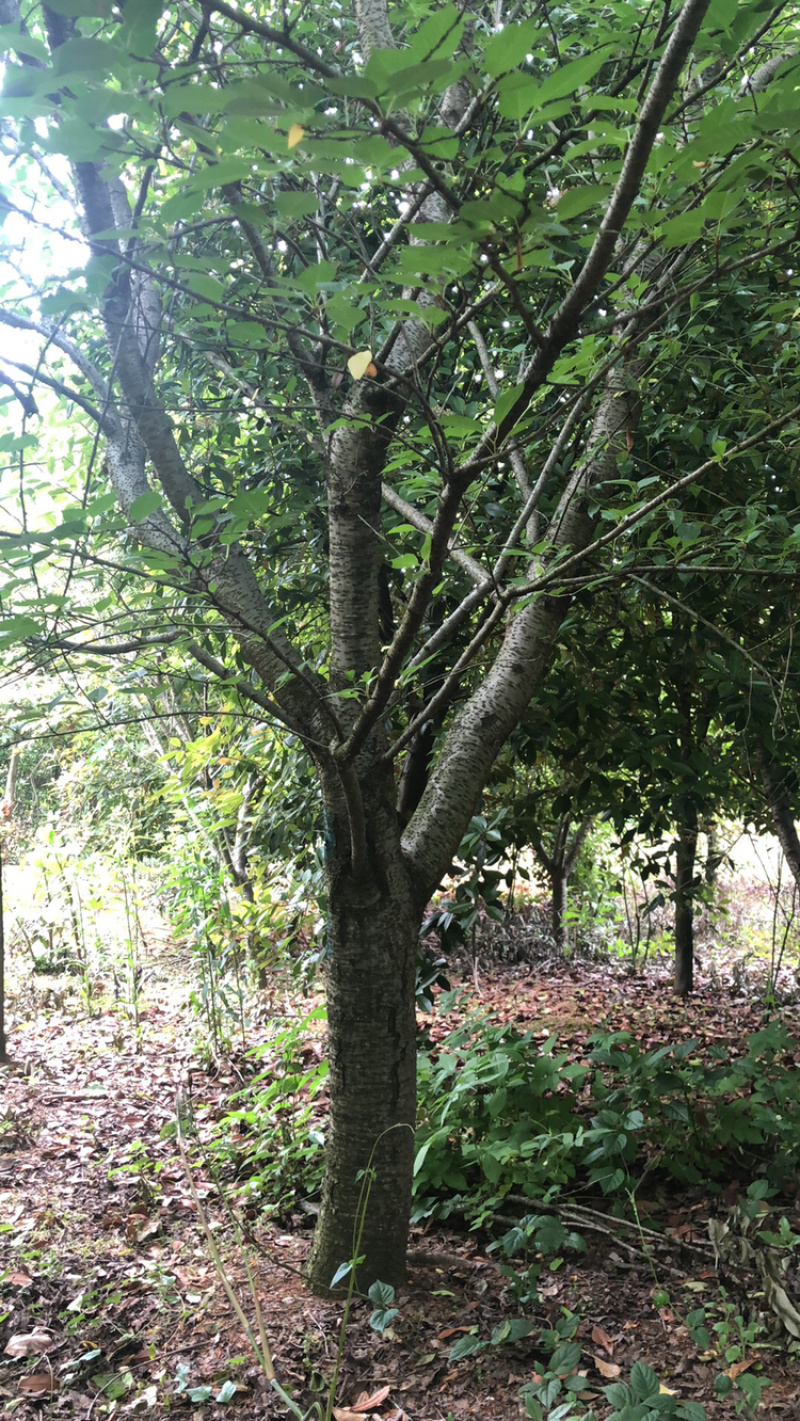 精品樱花各类苗木基地直供欢迎选购量大优惠