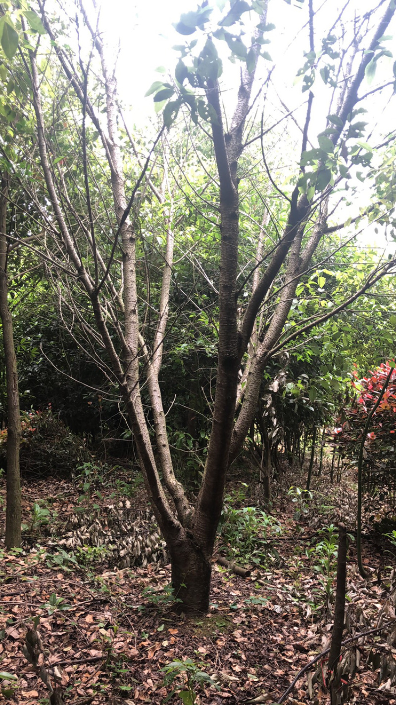 精品樱花各类苗木基地直供欢迎选购量大优惠