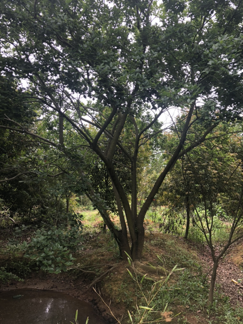 精品樱花各类苗木基地直供欢迎选购量大优惠
