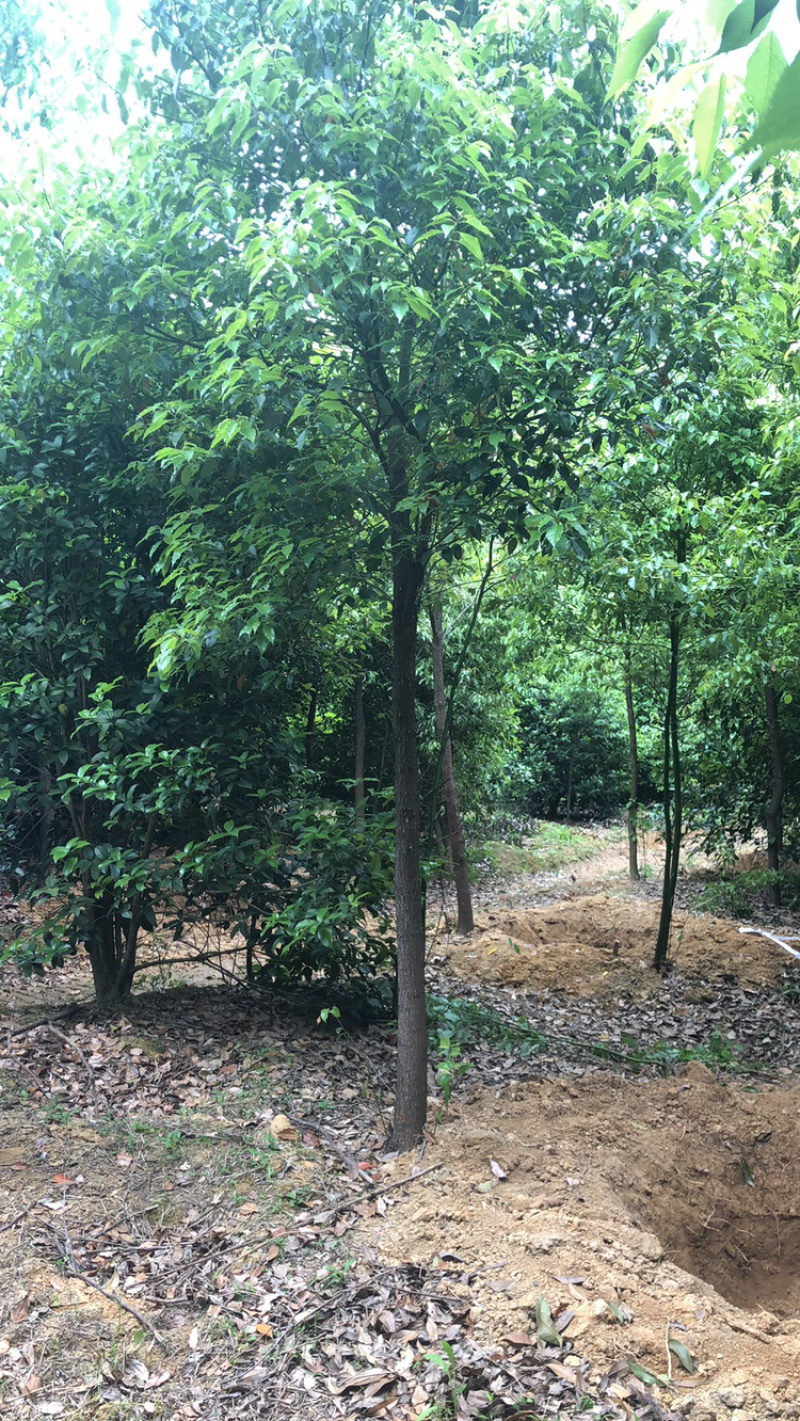 精品樱花各类苗木基地直供欢迎选购量大优惠