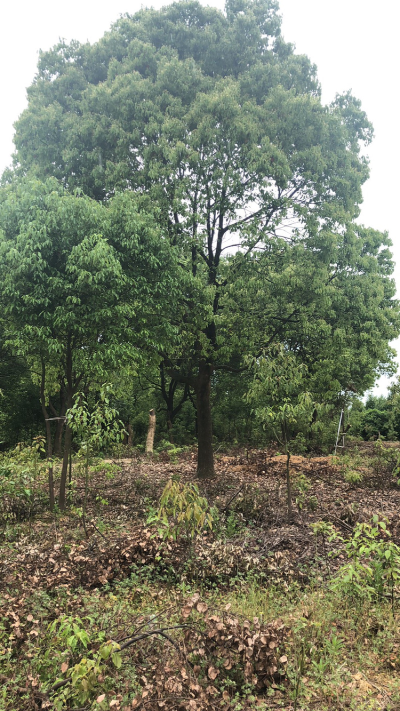 精品樱花各类苗木基地直供欢迎选购量大优惠