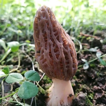 野菜