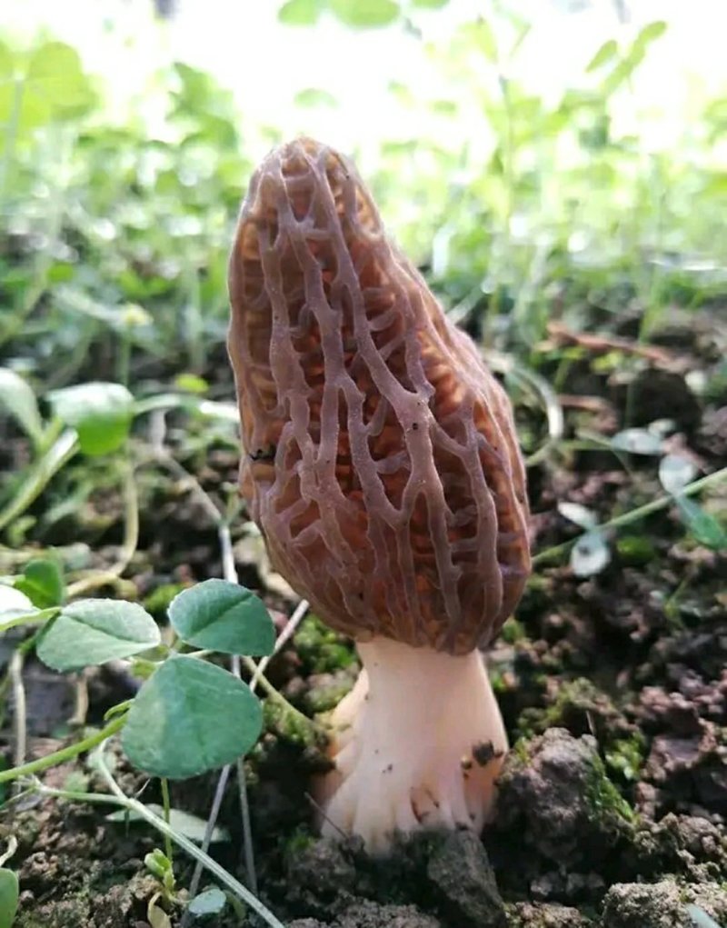 野菜