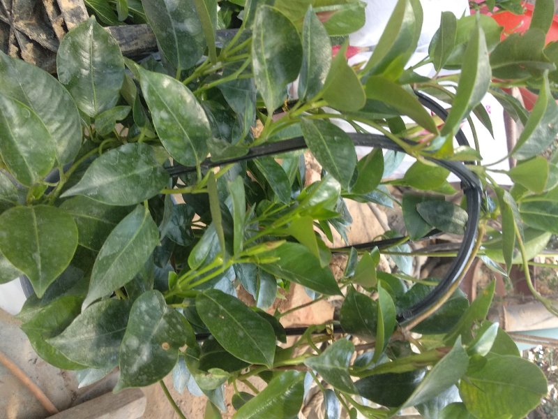 飘香藤飘香藤多种规格