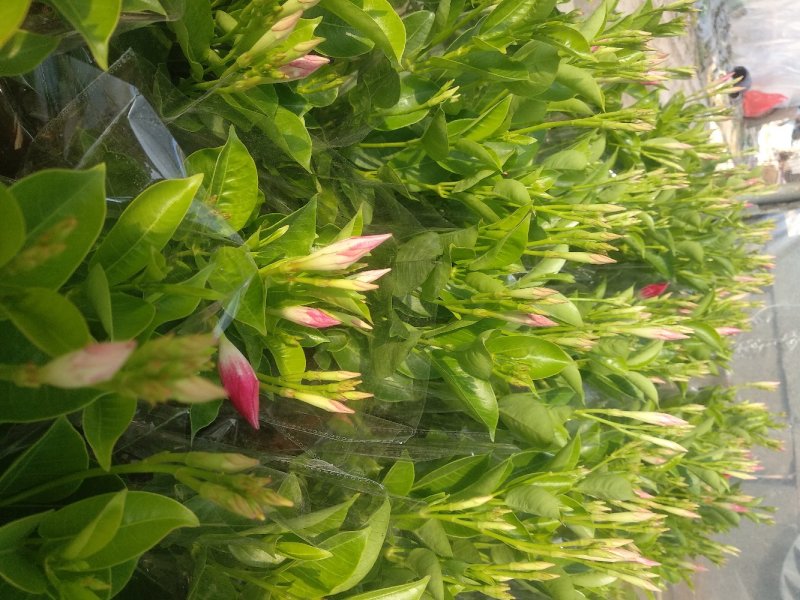 飘香藤飘香藤多种规格