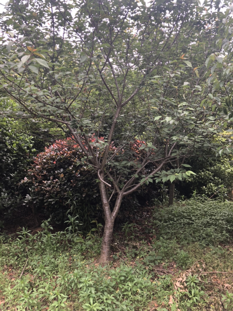 精品樱花各类苗木基地直供欢迎选购量大优惠