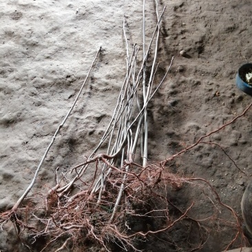 香椿树苗