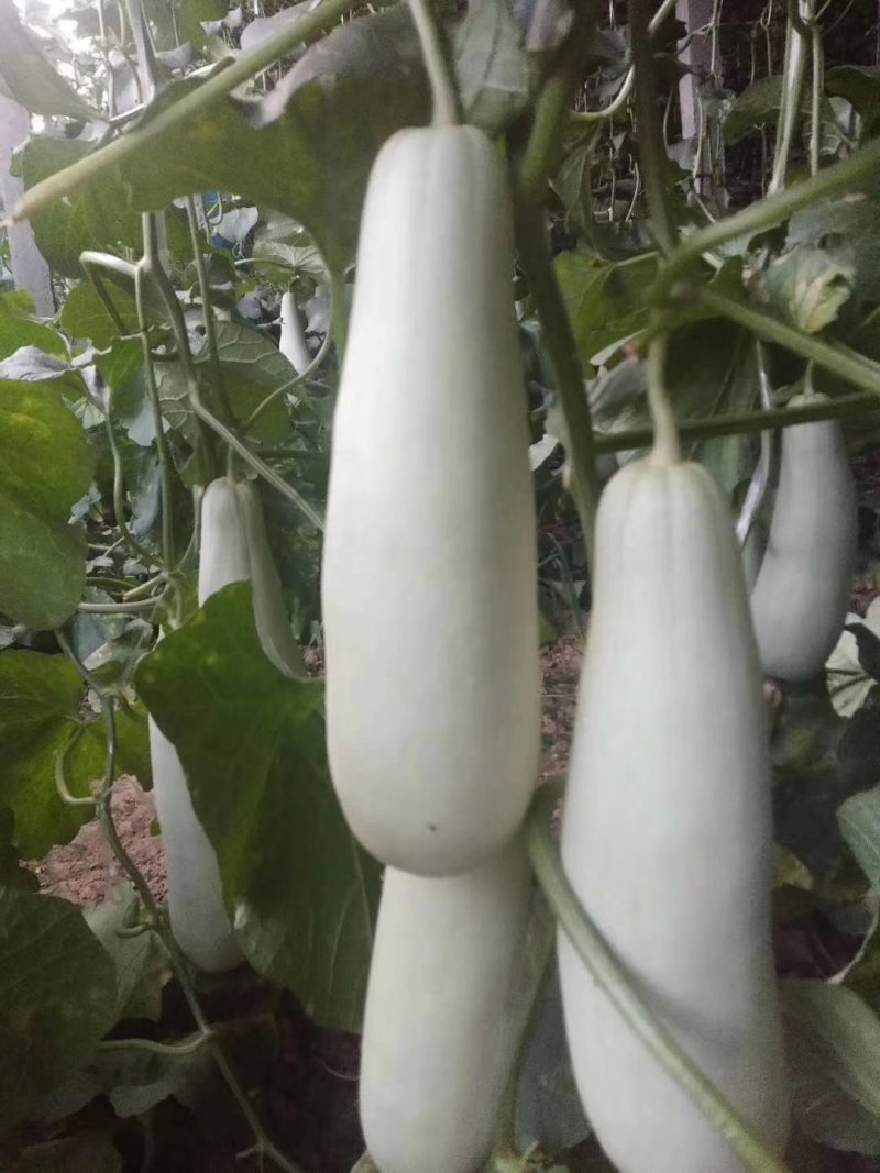 万亩博洋61特色甜瓜任你选购