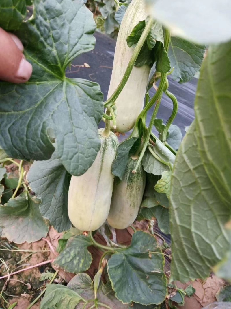 万亩博洋61特色甜瓜任你选购